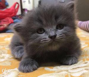 Pure Persian Heavy Furr Kittens For Sale In Reasonable Rate