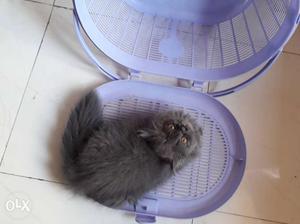 Pure Persian kittens available.