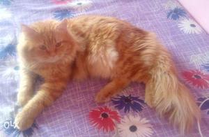 Pure Persion Cat Male Doll Face For Breeding (Matting)
