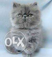 Pure persian kitten doll face long fur