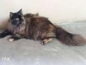 Semi Persian female 8 months old
