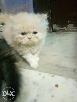 Semi punch persian kitten 45 days old...total 3