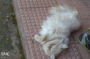 Siberian kitten long coated male cat 70 days old