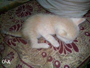 Sweet whitish brown lovely kitten