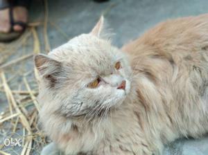 Tan color Long-furred Persian Cat