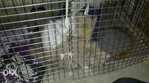 Two Persian cats brown n one white both 12k only no bargain