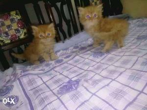 Two Short-fur Orange Kittens