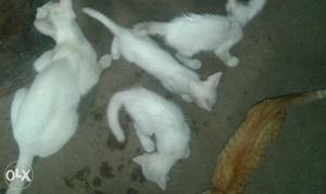 Two White And Orange Tabby Cats And Three White Kittens