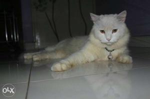White And Brown Cat