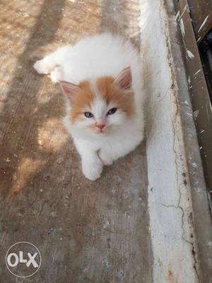 White And Brown Long-coated Kitten