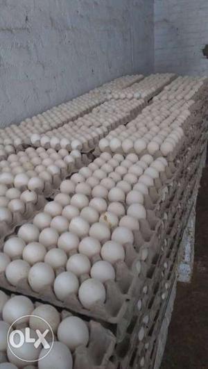 You can buy eggs from direct farmer Price is for