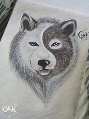 White And Brown Wolf Sketch