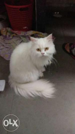 1.7 year old 2 persian cats sale