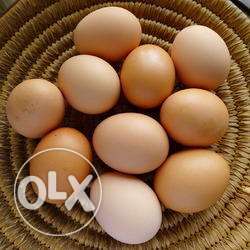 ₹10/egg Original Farming Eggs. Gavaran Egg