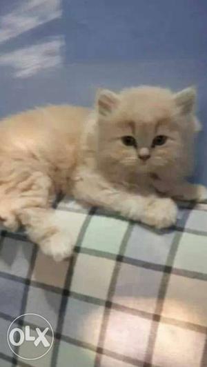 2 persian kittens avelbale for sell good health