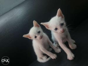 20 days new born twin cats with blue eyes