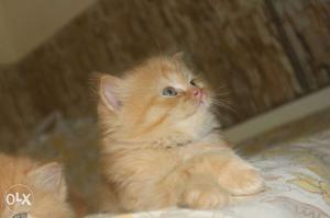 3 months female persian kitten.