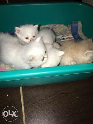 3 white and 2 fawn color kittens for 15k each.