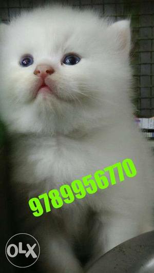 30 days old good condition Persian kitten for sale