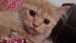 3months persian male kitten.its very active and