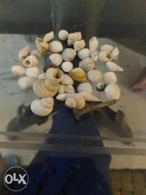 40 shells from goa