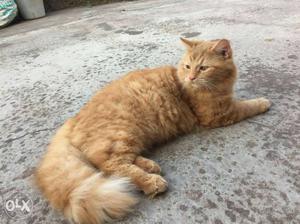 6 month old orange Persian male cat