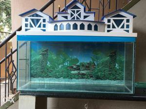 Aquarium full set
