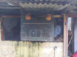 Bird cage for sale 1 year old plastic coating net