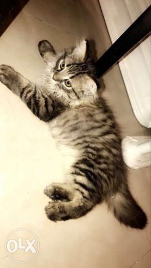 Black And Gray Persian Tabby Kitten