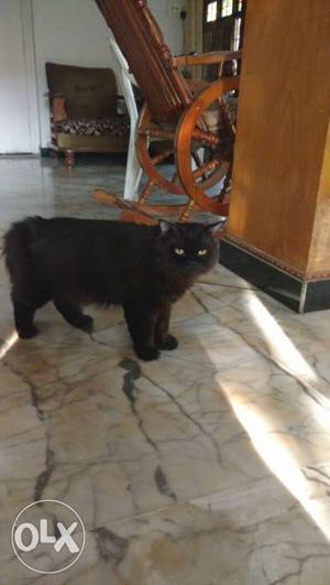 Black Persian cat (Male)