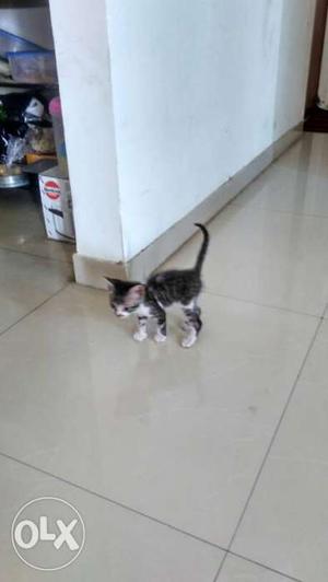 Black and white beautiful kitten 1 month old