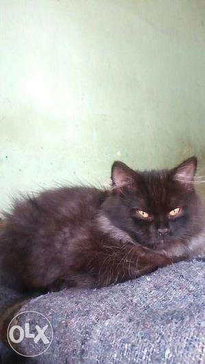 Black male cat, 3 months old, very active and