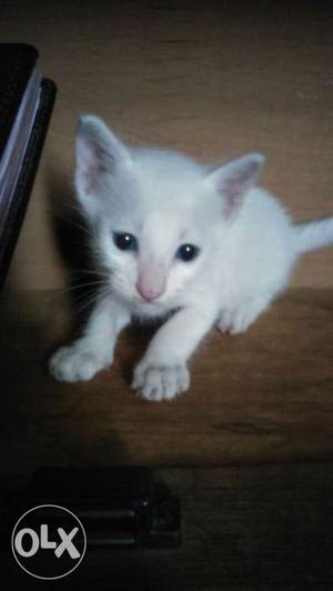 Blue eyes cats 1pair (20days baby)