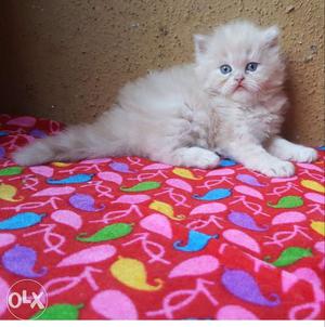 Catsbae persian kittens available for more