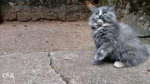 Cute kitten For sale