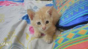 Cute little brown kitten