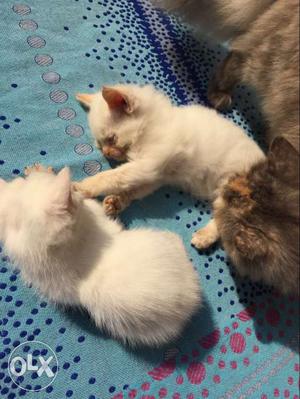 Each blue eyed white persian kitten of 1 month
