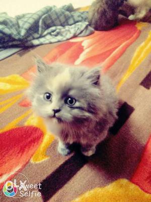 Female persian kitten..with doll face very