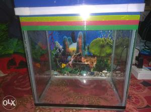 Fish aquarium bilkul new hai