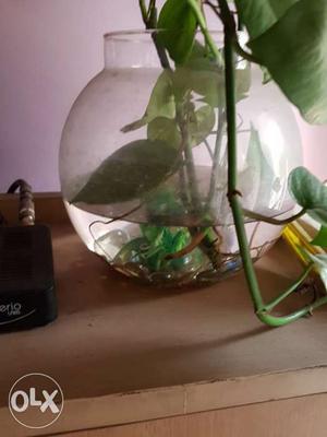 Fish aquarium in bowl shape. it includes few gems