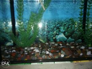 Fish tank sale all set up only call -