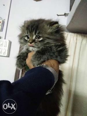 Furry Gray Kitten