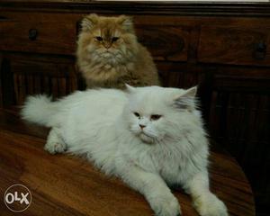 Good quality persian cat kittens, all colours