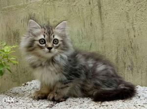 Good quality persian kittens for sale. thy r very