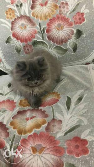 Gray Thick-fur Kitten
