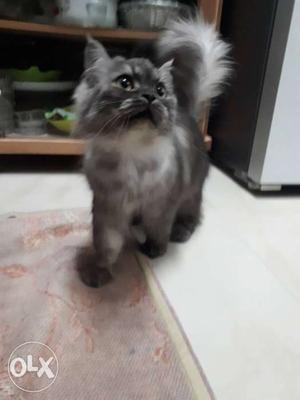 Grey Female Afghani Cat Toilet Trained 13months