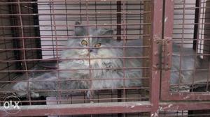Grey Persian Cat for sale