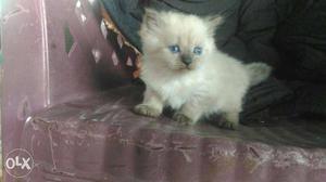 Himalayan persian kitten