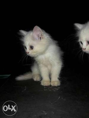I Need a white persian cat... Toilet Trained kitten