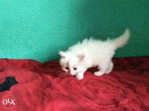 I have Persian cat kittens for sale in Mumbai